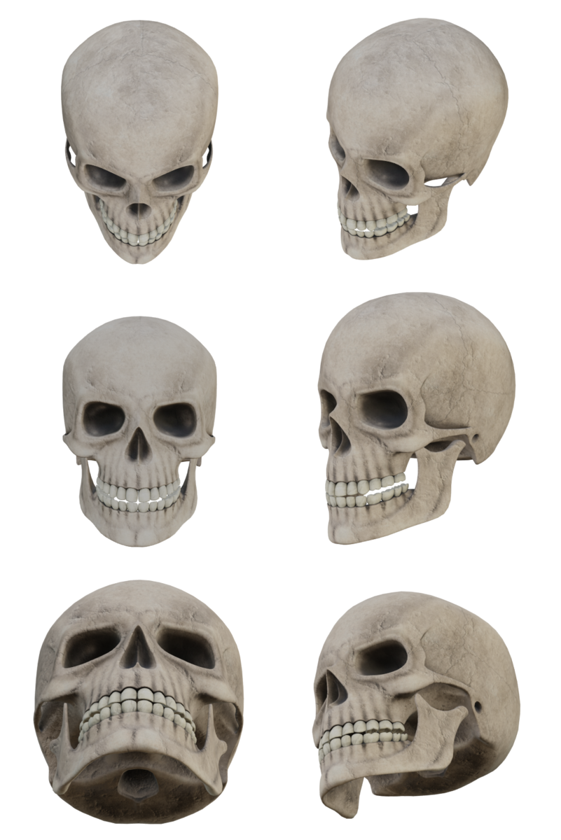 Blender 顔のデッサンのために無料の骸骨データをダウンロードして色々な角度でレンダリング Ken26uのメモ