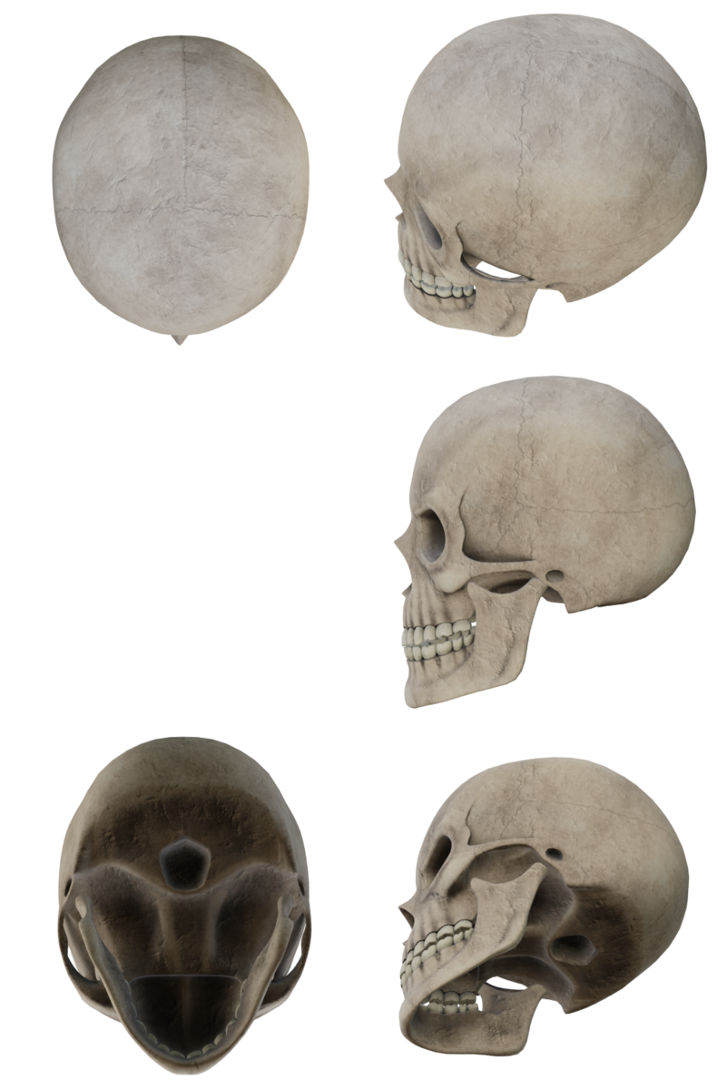 Blender 顔のデッサンのために無料の骸骨データをダウンロードして色々な角度でレンダリング Ken26uのメモ